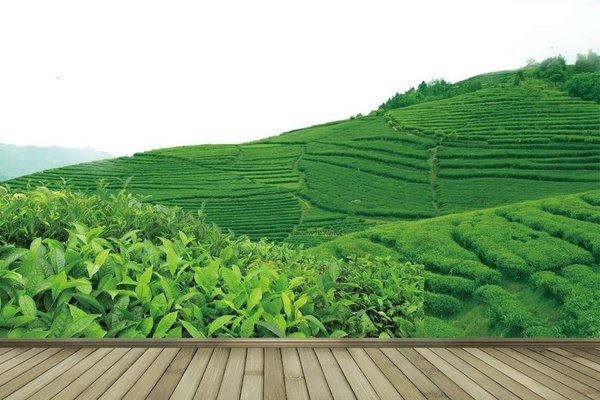 Landschaft mit grünem Tee.