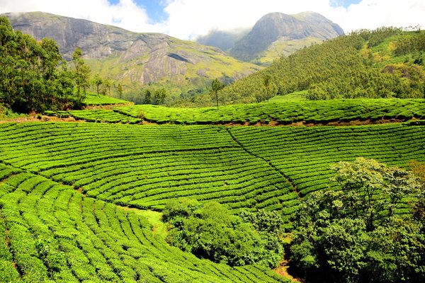 Plantage von grünem Tee, der die Grundlage für Matcha ist.