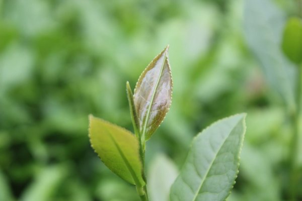 Grüner Tee Pflanze.